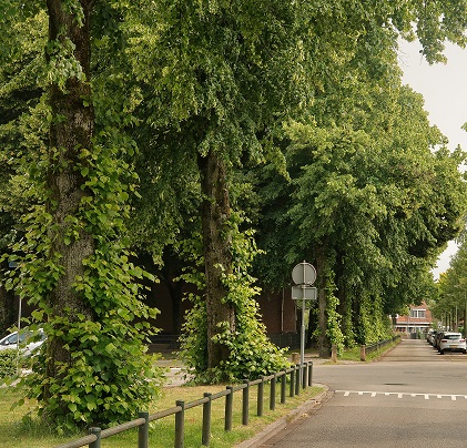 20250605 niet opkronen bomen.JPG